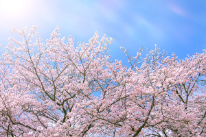 cherry-blossom_00014